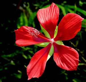 Texas_Star_or_scarlet_rose_mallow_--_Hibiscus_coccineus