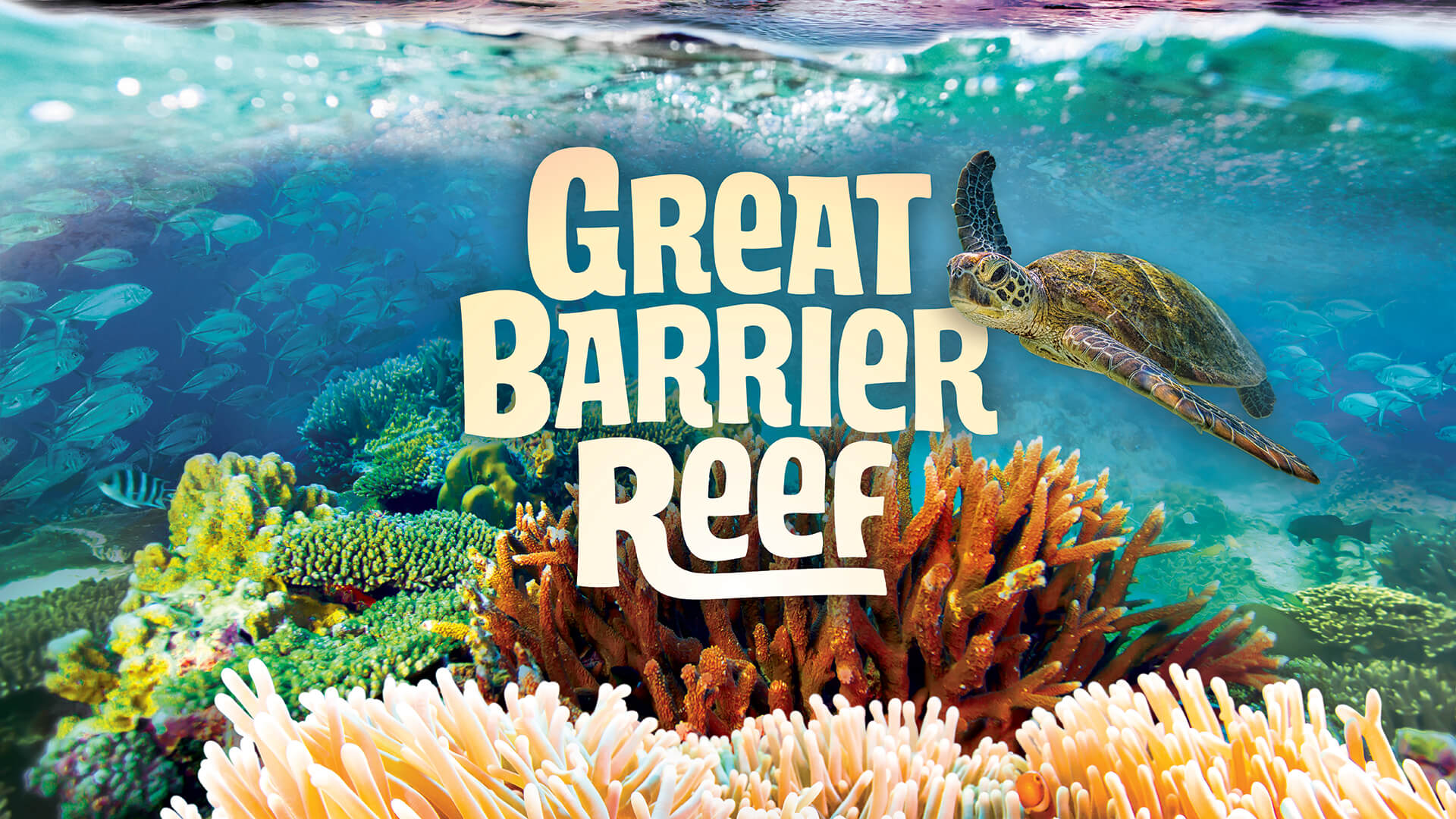 Great Barrier Reef title with sea turtle swimming over a reef.