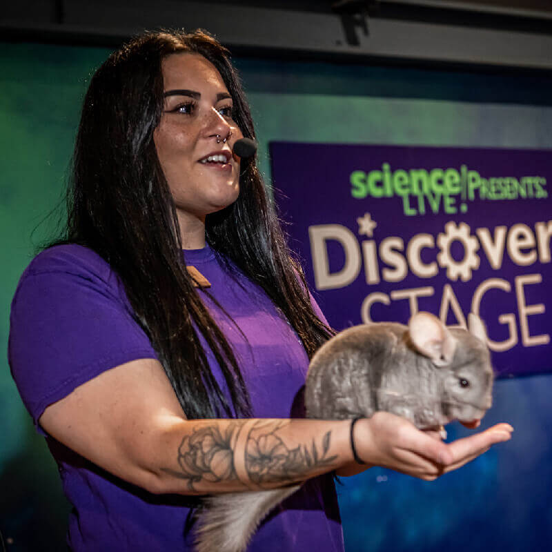 OSC animal keeper presenting on stage with a chinchilla.