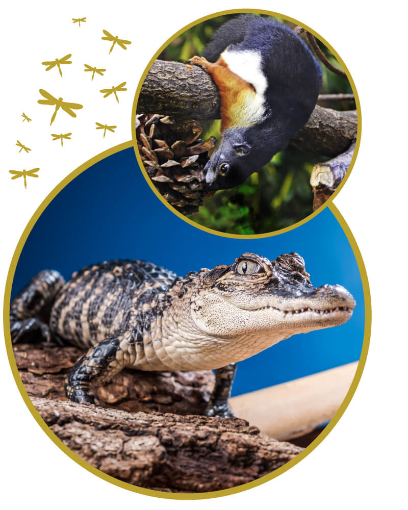 Photos of a Provost squirrel and baby American alligator on tree branches.