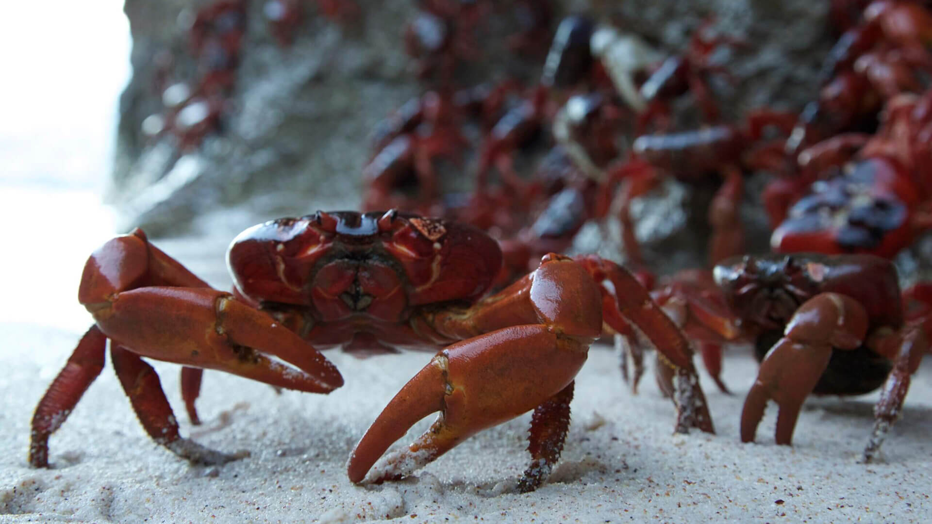 Photo of crabs migrating along beach in Back-from-the-Brink-3D film.