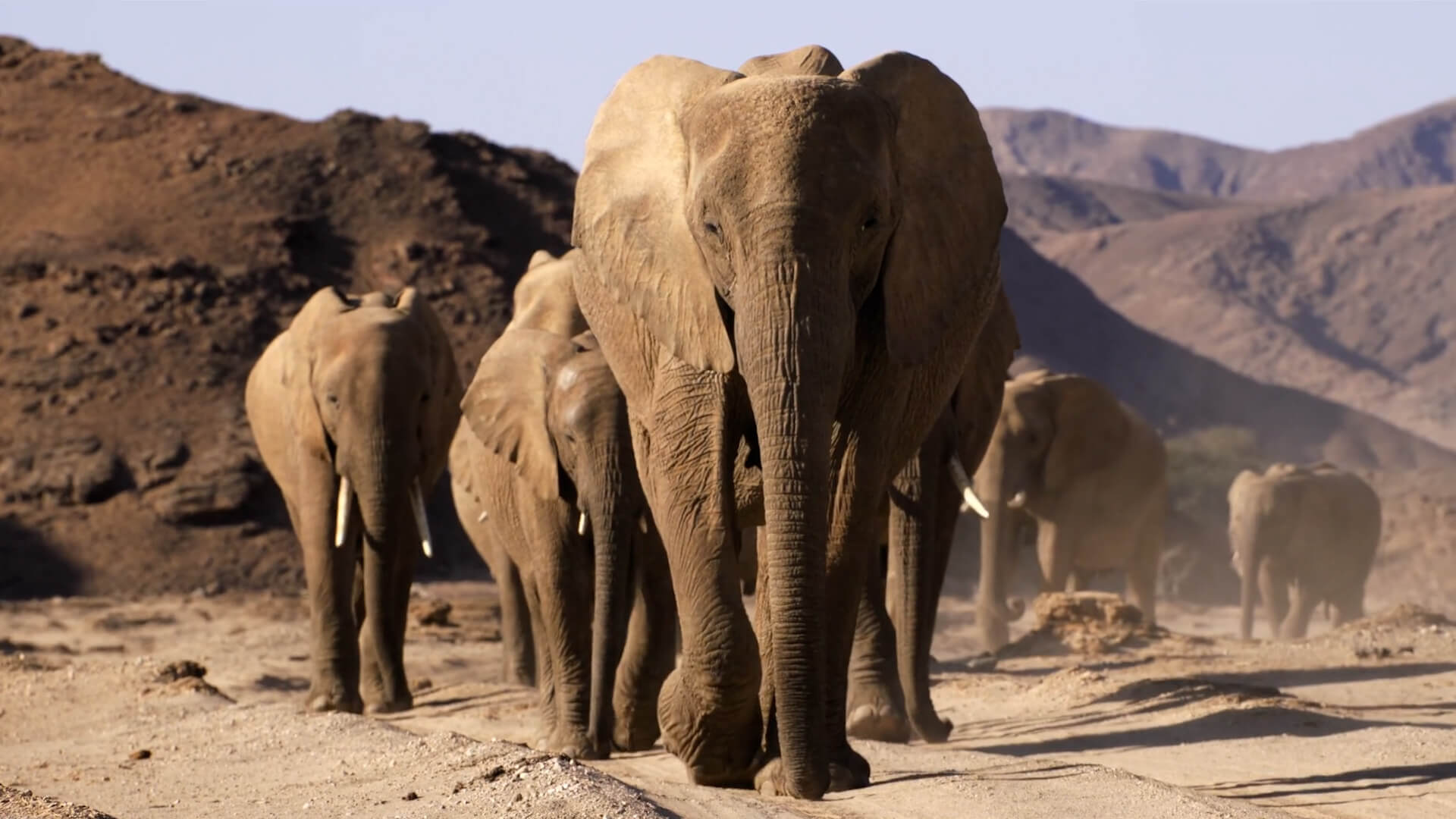 Elephants Film