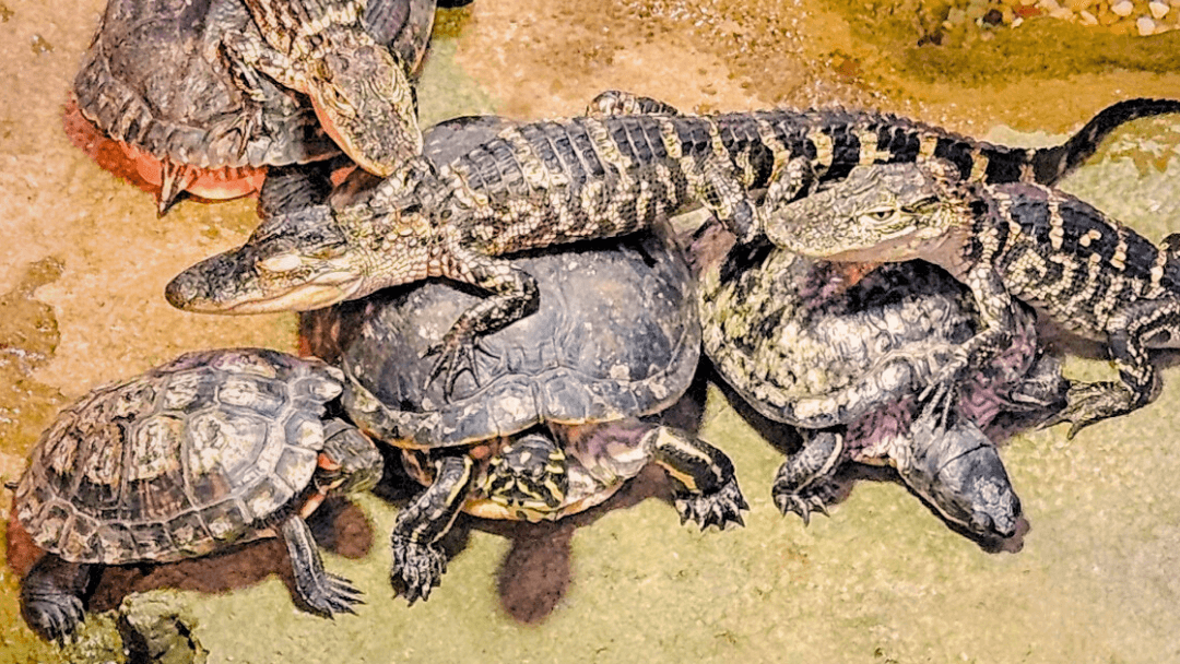 Swamp Feeding 1080x608