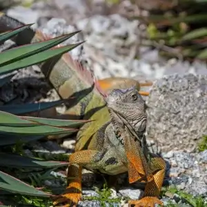 A green male iguana on a rocky surface