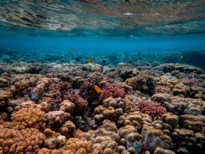 A photo of a coral reef just under the surface of the ocean