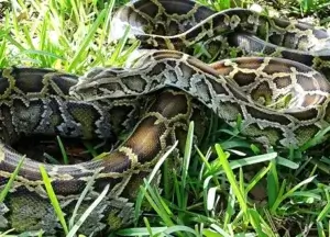 A burmese python coiled in the grass
