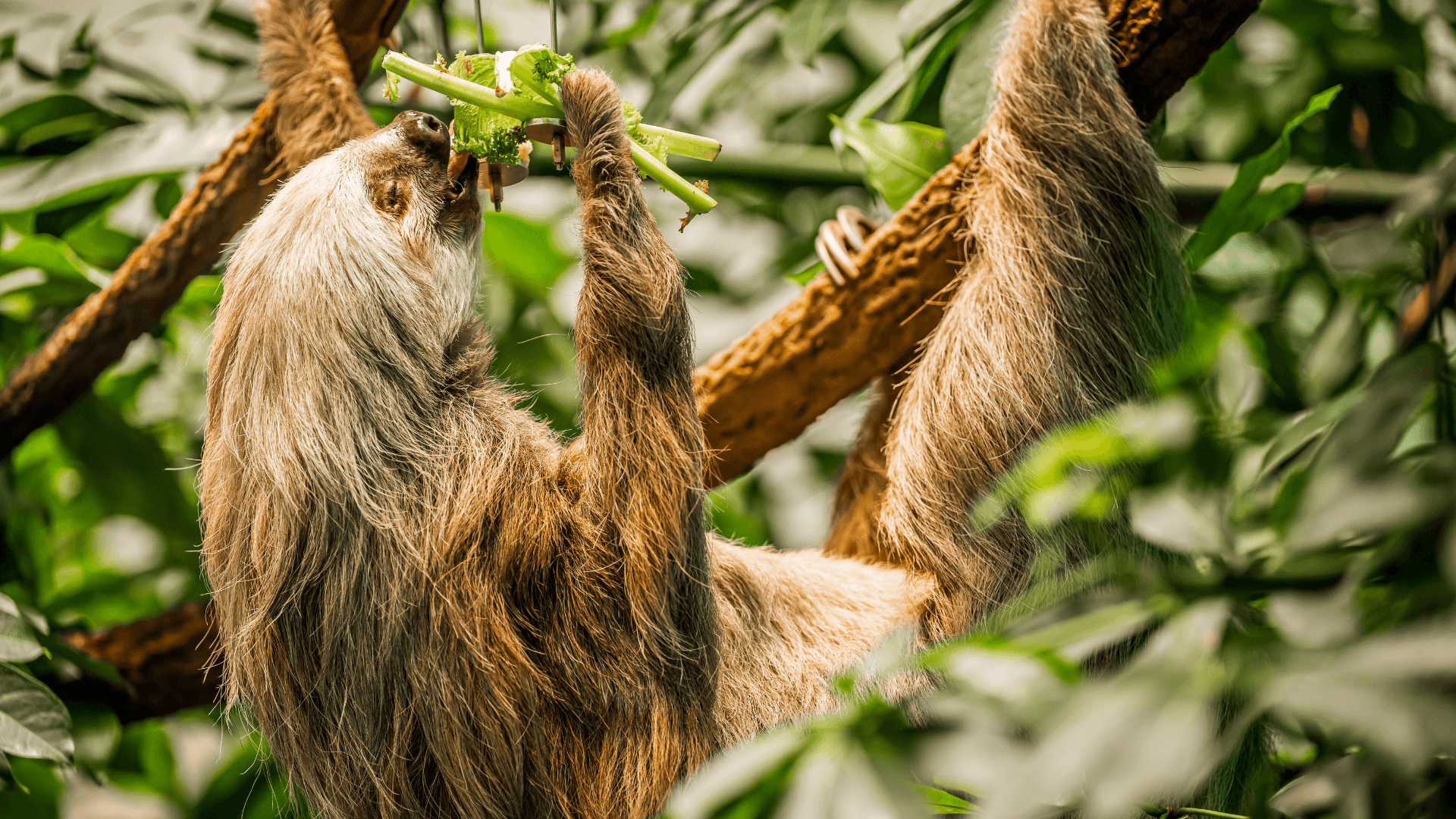 Conservation Counts A sloth hanging from a branch, eating green leaves amidst lush foliage.