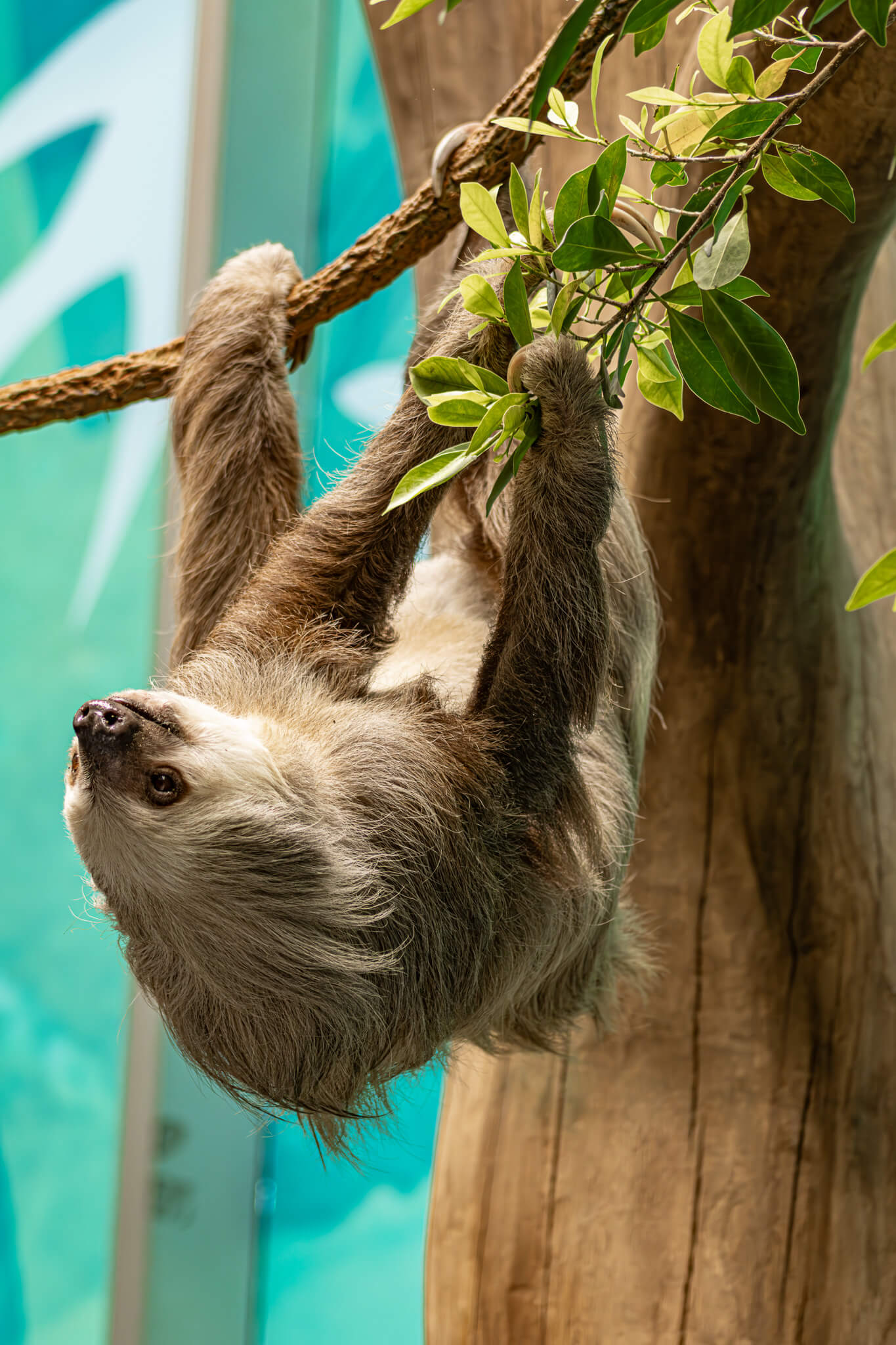 A sloth hangs in the Life exhibit