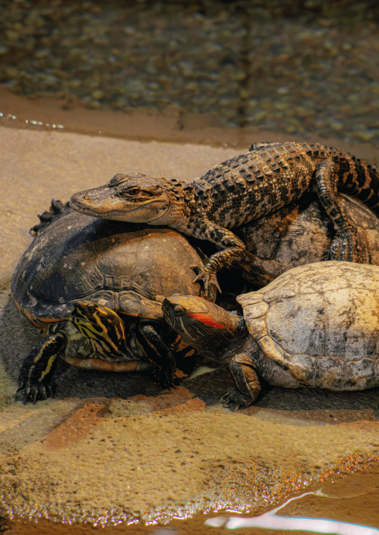 A small alligator lays atop two freshwater turtles