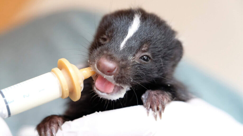 Wild Rescue film - baby animal being fed milk from a syringe.