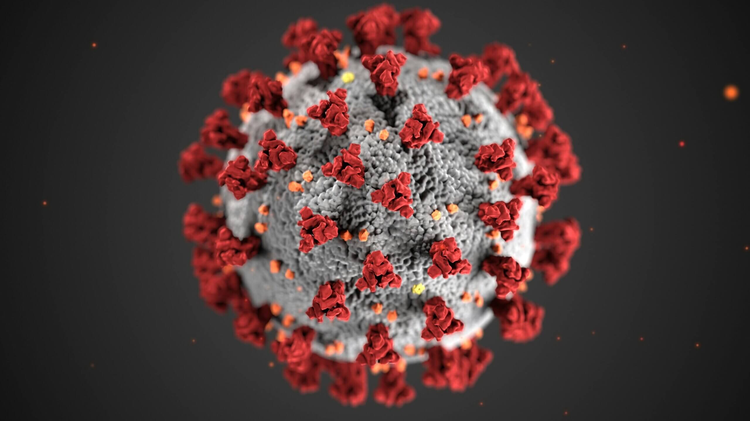 pexels-cdc-library-3993212 A model of the coronavirus