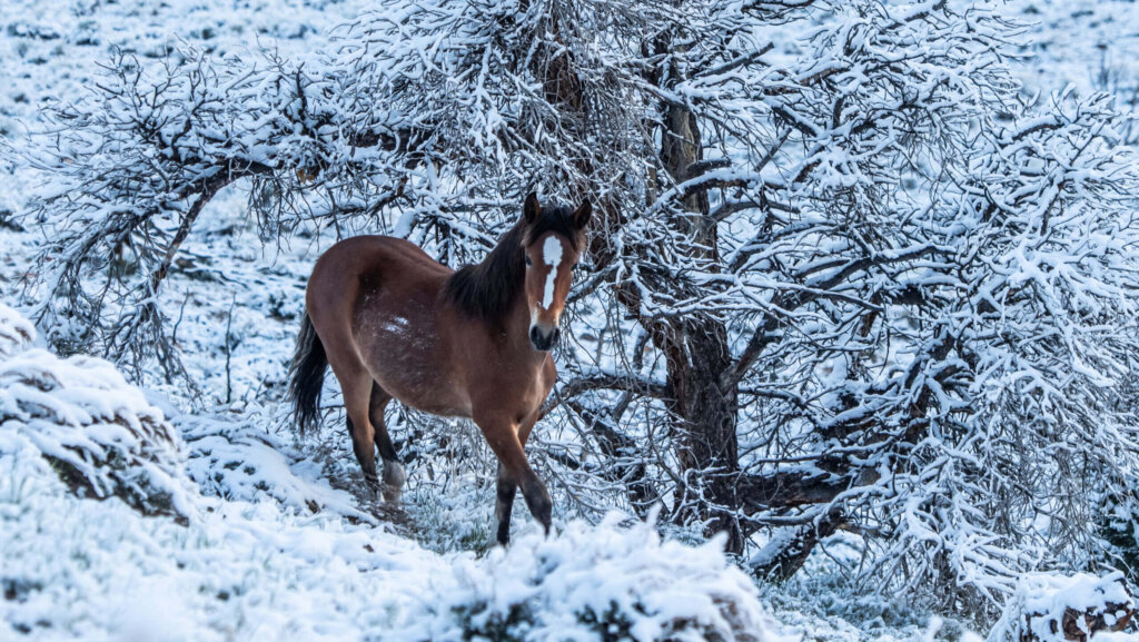Horse Power1 1 Scaled E1776777472832 Swlmau