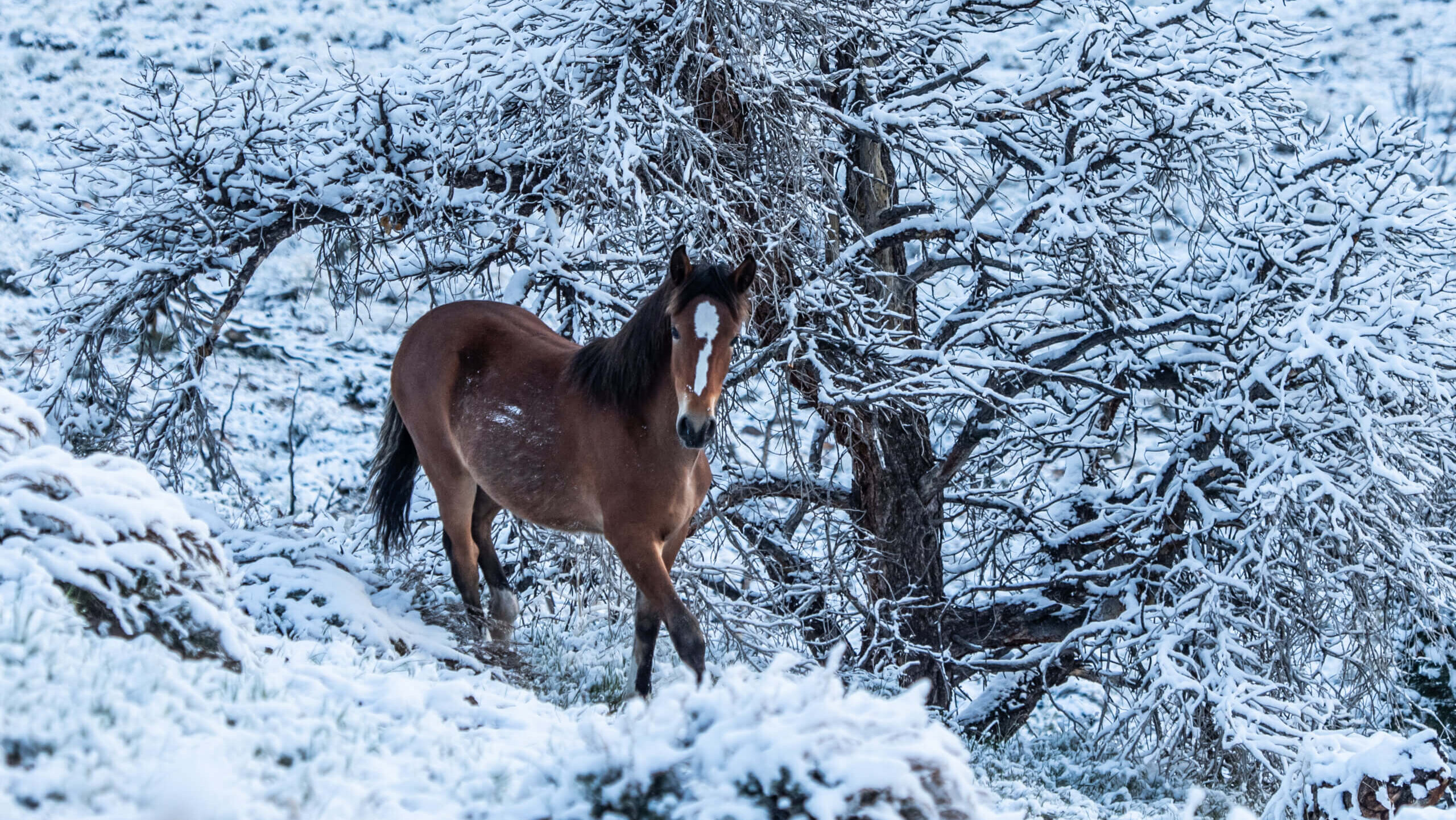 Horse Power1 1 Scaled E1776777472832 Swlmau