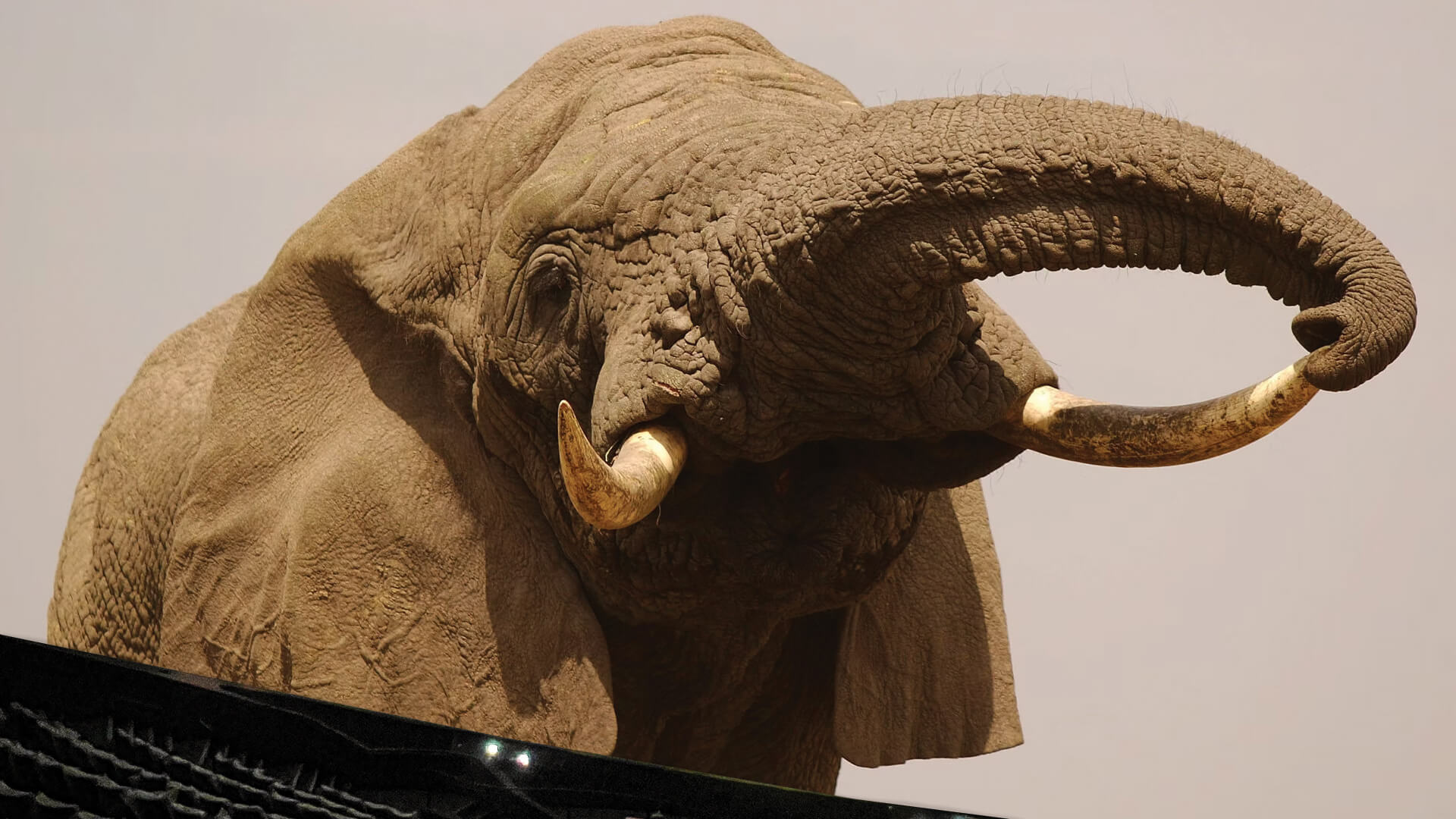 Serengeti Giant Screen Film