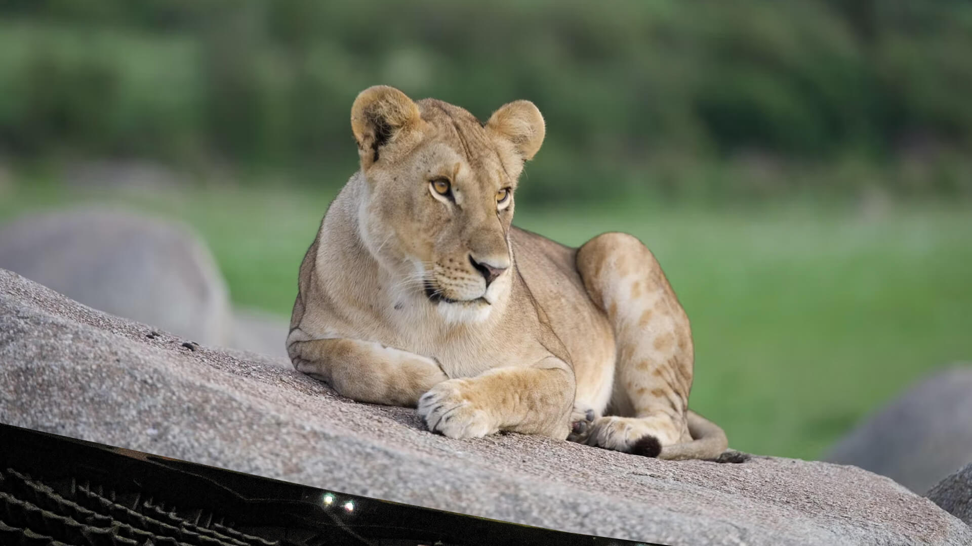 Serengeti Giant Screen Film