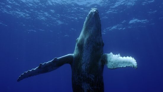 Oceanodyssey Ep01 07 E1779636301460 Th9fi0