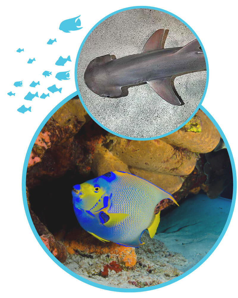 Life_OceanGalleryWebAnimals_800x1000 Photos of Bonnethead shark and Queen angelfish in the ocean.