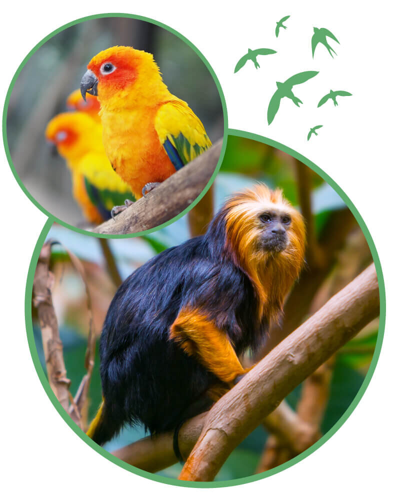 Life_RainforestGalleryWebAnimals_800x1000 Photos of two Sun conjures and a Golden Lion tamarin in the rainforest.